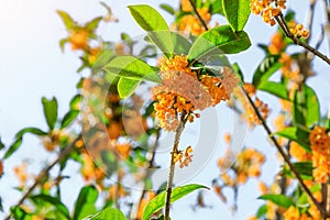 Osmanthus flowers in the garden