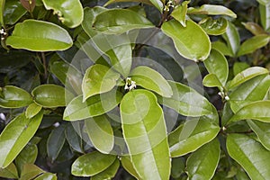 Osmanthus fragrans shrub in bloom