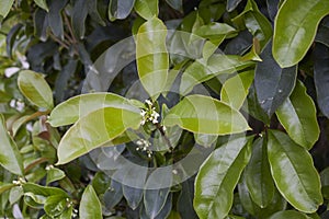 Osmanthus fragrans shrub in bloom