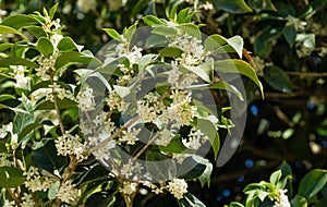 Osmanthus fragrans sweet or fragrant olive blossom in autumn public landscape city park Krasnodar or Galitsky park.
