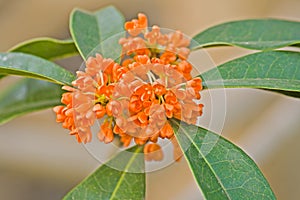 Osmanthus fragrans var. aurantiacus photo