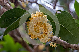 Osmanthus full of branches