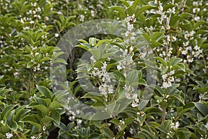 Osmanthus heterophyllus in bloom