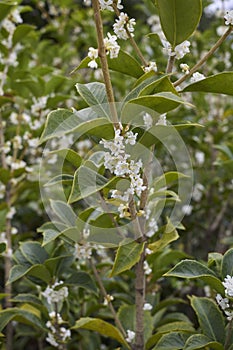 Osmanthus heterophyllus in bloom