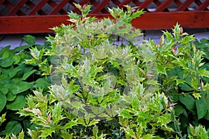 Osmanthus heterophyllus `tricolor`