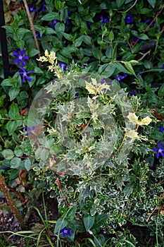 Osmanthus heterophyllus \'Tricolor\' and blue flowers of Vinca minor in the garden in spring. Berlin, Germany