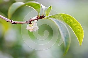 The flowers of Osmanthus photo