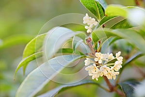 The flowers of Osmanthus photo