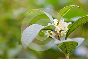 The flowers of Osmanthus photo
