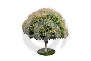 Osmanthus tree