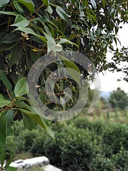 Osmanthus tree blossom in August and September