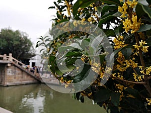 Osmanthus tree flowers in China