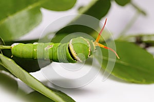 Osmeterium of Lime butterfly (Osmeterium)