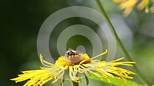 Osmia bee on flower Elecampane