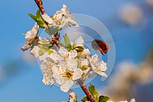 Osmia bee flutters near cherry blossoms, a prelude to pollination.
