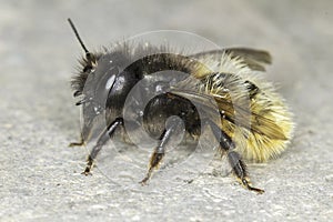 Osmia cornuta / solitaire bee close-up