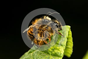 Osmia rufa, mason bee mating