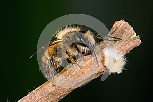 Osmia rufa, mason bee, pollinator