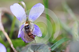 Osmia rufa or Osmia bicornis, red mason bee - wild bee on Viola odorata or wood violet, sweet, English, common, florist's or garde