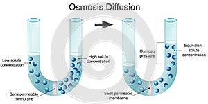 Osmosis diffusion process isolated diagram