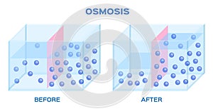 Osmosis infographic vector