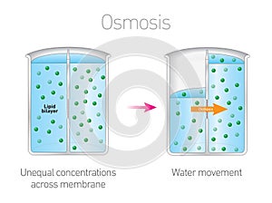 Osmosis - Lipids, Membranes and the first cells Vector Illustration