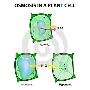 Osmosis in a Plant Cell