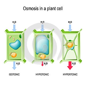 Osmosis in a plant cell