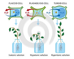 Osmosis in plant cells