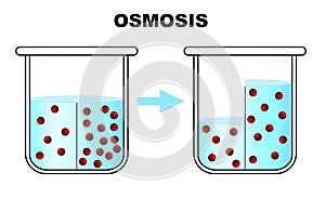 Osmosis process. Solvent passing through semipermeable membrane