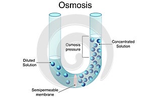 Osmosis process Solvent passing through the semipermeable membrane