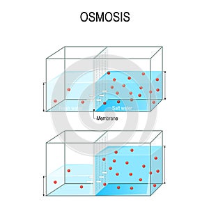 Osmosis. Water passing through a semi-permeable membrane into a region of higher concentration