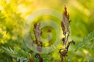 Osmunda fern sporangias