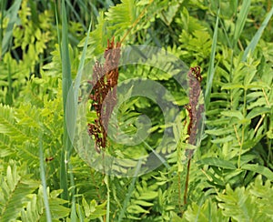 Osmunda regalis, or royal fern, blooming in spring