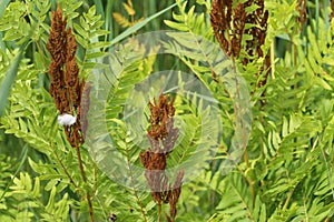 Osmunda regalis, or royal fern, blooming in spring