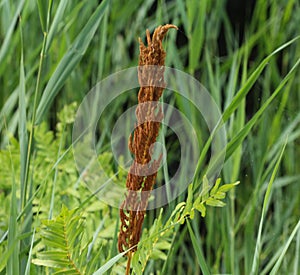 Osmunda regalis, or royal fern, blooming in spring