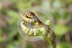 Osmunda regalis royal fern new fronds