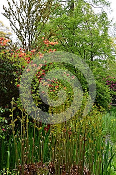 Osmunda regalis - Royal Fern and Rhododendrons, How Hill, Ludham, Norfolk, England, UK