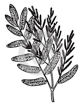 Osmunda vintage illustration