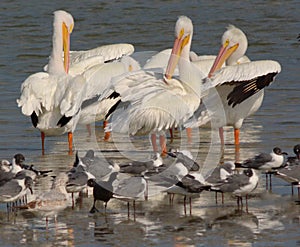 Oso Bay White Pelicans photo