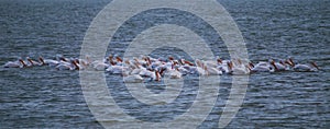 Oso Bay White Pelicans 2 photo