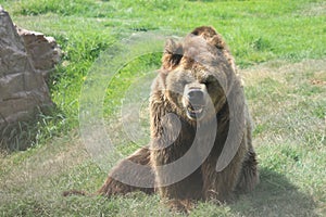 Oso Bear photo