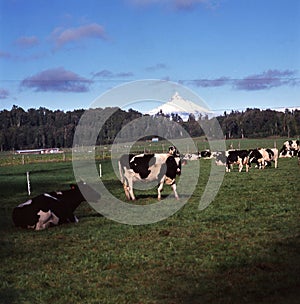 Osorno volcano,puntiagudo,region de los lagos,chile viux landscape field with cow photo