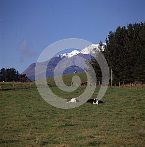 Osorno volcano,puntiagudo,region de los lagos,chile viux landscape field with cow photo