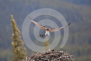 Osprey