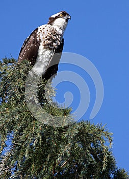 Osprey