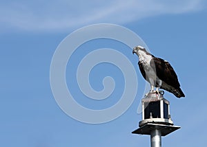 Osprey