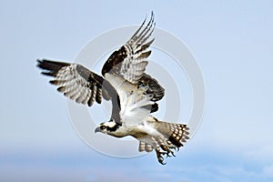 Osprey