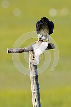 Osprey