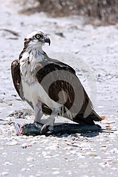 Osprey